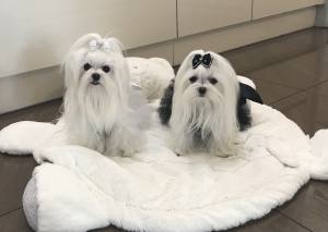 PartyKleid ,Hochzeitkleid Brautkleid WEISS BEAUTY DOG
