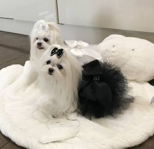 PartyKleid ,Hochzeitkleid Brautkleid WEISS BEAUTY DOG