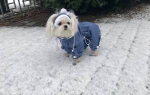 Polarbär Wintermantel für Hunde RESTPOSTEN