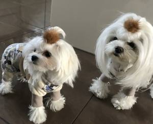 Pyjama Jogginganzug * TIERE *Hausanzug RESTPOSTEN