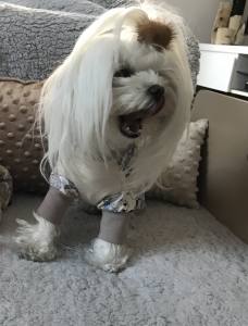 Pyjama Jogginganzug * TIERE *Hausanzug RESTPOSTEN