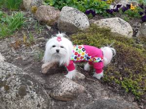 Pyjama Jogginganzug * FLOWER *Hausanzug für Hunde