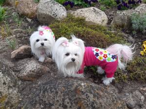 Pyjama Jogginganzug * FLOWER *Hausanzug für Hunde