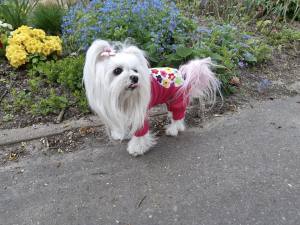Pyjama Jogginganzug * FLOWER *Hausanzug für Hunde