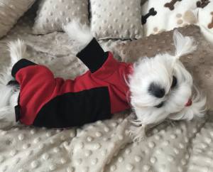 Pyjama Jogginganzug * RED LADY BUG *Hausanzug