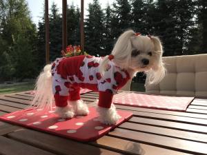 Pyjama Jogginganzug * STRAWBERRY *Hausanzug