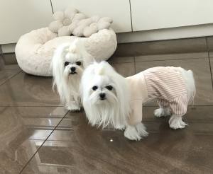 Pyjama,Anzug,Hausanzug,Op Anzug BÄRCHEN
