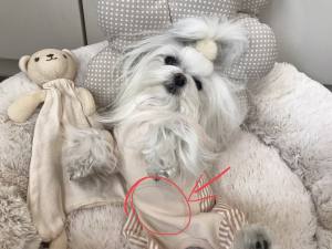 Pyjama,Anzug,Hausanzug,Op Anzug BÄRCHEN