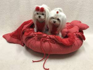 Hundebett RED FLOWER  Limited Edition Gr.2