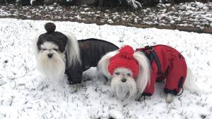 *RED PAWS *Hunde Wintermantel mit SchalGIRL ONLY Geschirr kurze Beine