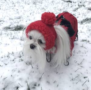 *RED PAWS *Hunde Wintermantel mit SchalGIRL ONLY Geschirr kurze Beine