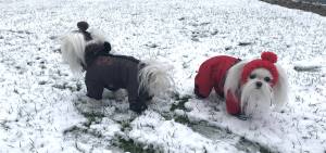 *RED PAWS *Hunde Wintermantel mit SchalGIRL ONLY Geschirr kurze Beine