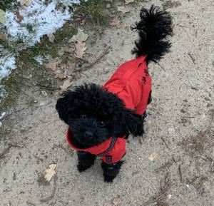 *RED PAWS *Hunde Wintermantel mit SchalGIRL ONLY Geschirr kurze Beine
