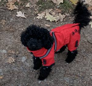 *RED PAWS *Hunde Wintermantel mit SchalGIRL ONLY Geschirr kurze Beine