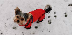 *RED PAWS *Hunde Wintermantel mit SchalGIRL ONLY Geschirr kurze Beine