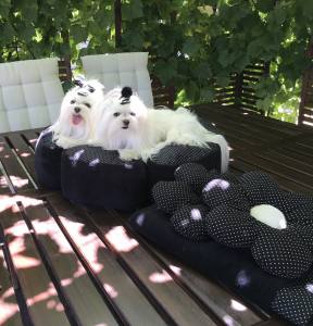 Hundebett RIESEN BLUME BLACK Handmade