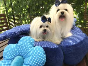 Hundebett RIESEN BLUME BLAU Handmade