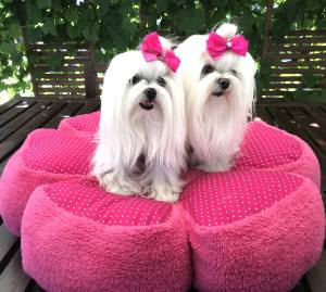 Hundebett RIESEN BLUME PINK Handmade
