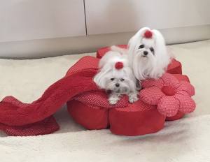 Hundebett RIESEN BLUME RED Handmade