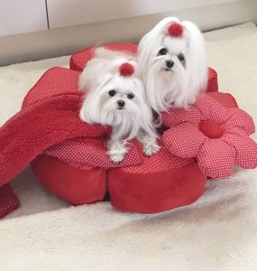 Hundebett RIESEN BLUME RED Handmade