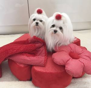Hundebett RIESEN BLUME RED Handmade