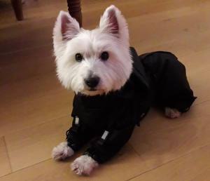 Regenanzug für Hunde BLACK HERCULES mit D-Ring