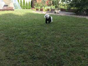 Regenanzug für Hunde BLACK HERCULES mit D-Ring