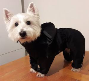 Regenanzug für Hunde BLACK HERCULES mit D-Ring