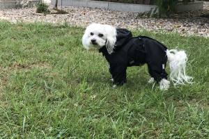 Regenanzug für Hunde BLACK HERCULES mit D-Ring