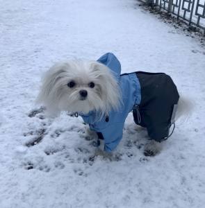 Regenanzug für Hunde BLUE BOY  mit D-Ring