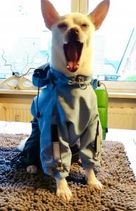 Regenanzug für Hunde BLUE BOY  mit D-Ring