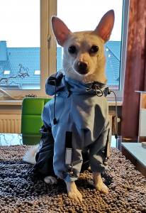 Regenanzug für Hunde BLUE BOY  mit D-Ring