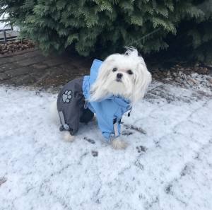 Regenanzug für Hunde BLUE BOY  mit D-Ring