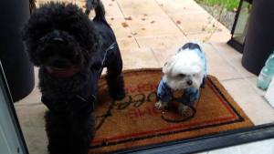 Regenanzug für Hunde BLUE BOY  mit D-Ring