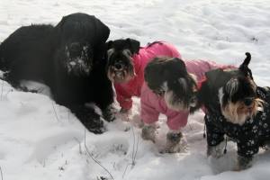 Regenanzug für Hunde *PINK BELLONA *extra für Weibchen mit D-Ring