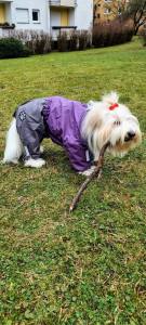 Regenanzug für Hunde PURPLE GIRL mit D-Ring extra für Weibchen