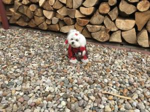 Regenanzug für Hunde * RED FRED * mit D-Ring