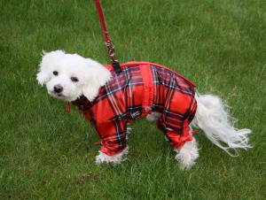 Regenanzug für Hunde * RED FRED * mit D-Ring