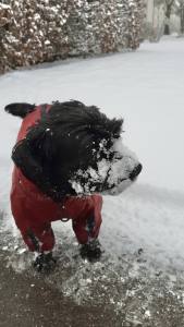 Regenanzug für Hunde RED LUNA extra für Weibchen mit D-Ring