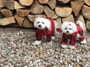 Regenanzug für Hunde RED LUNA extra für Weibchen mit D-Ring