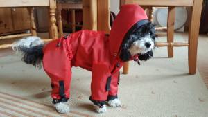 Regenanzug für Hunde RED LUNA extra für Weibchen mit D-Ring