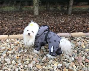 Regenanzug für Hunde TATZE GRAU  mit D-Ring