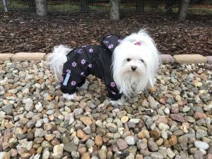 Regenanzug für Hunde TATZE LILA mit D-Ring extra für Weibchen
