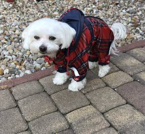 Regenanzug für Hunde * Schottland * mit D-Ring