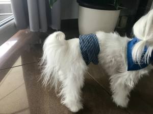Rüden Inkontinenz-Band für den Hund *STRIPES BLUE*