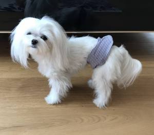 Rüden Inkontinenz-Band für den Hund *STRIPES GREY*