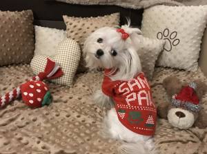 **SANTAS PAWS**Nikolaus Helfer T-Shirt für Hunde