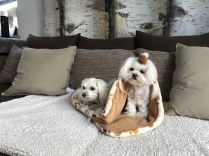 Schlafsack ,Decke ,Spielplatz für Hunde BEIGE PAWS