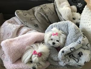 Schlafsack für Hunde BONE GRAU