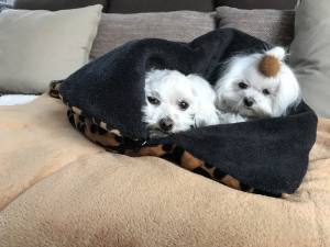 Schlafsack ,Decke ,Spielplatz für Hunde COGNAC PAWS